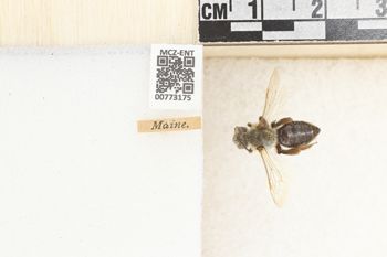 Media type: image;   Entomology 773175 Aspect: Labels